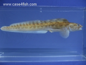 Foto Galerie/Perciformes/Cottoidei/Zoarces viviparus/Zoarces viviparus_03_S.jpg